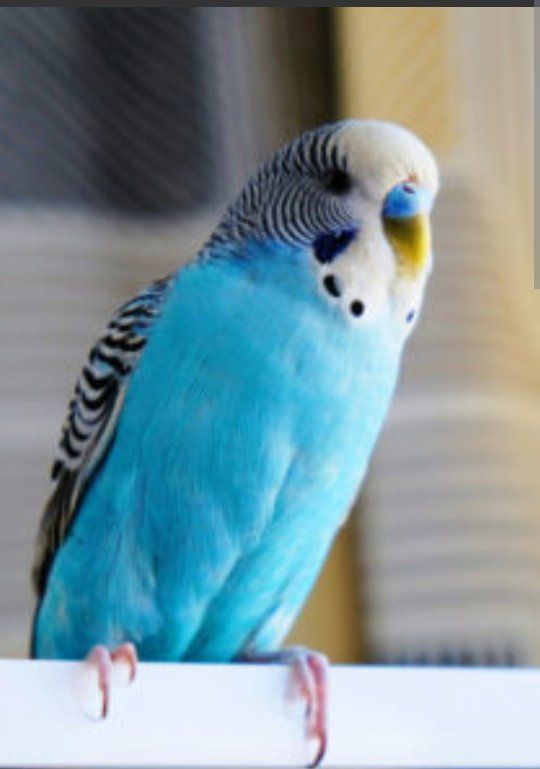 Female Parakeet/Male Budgie