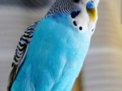 Female Parakeet/Male Budgie