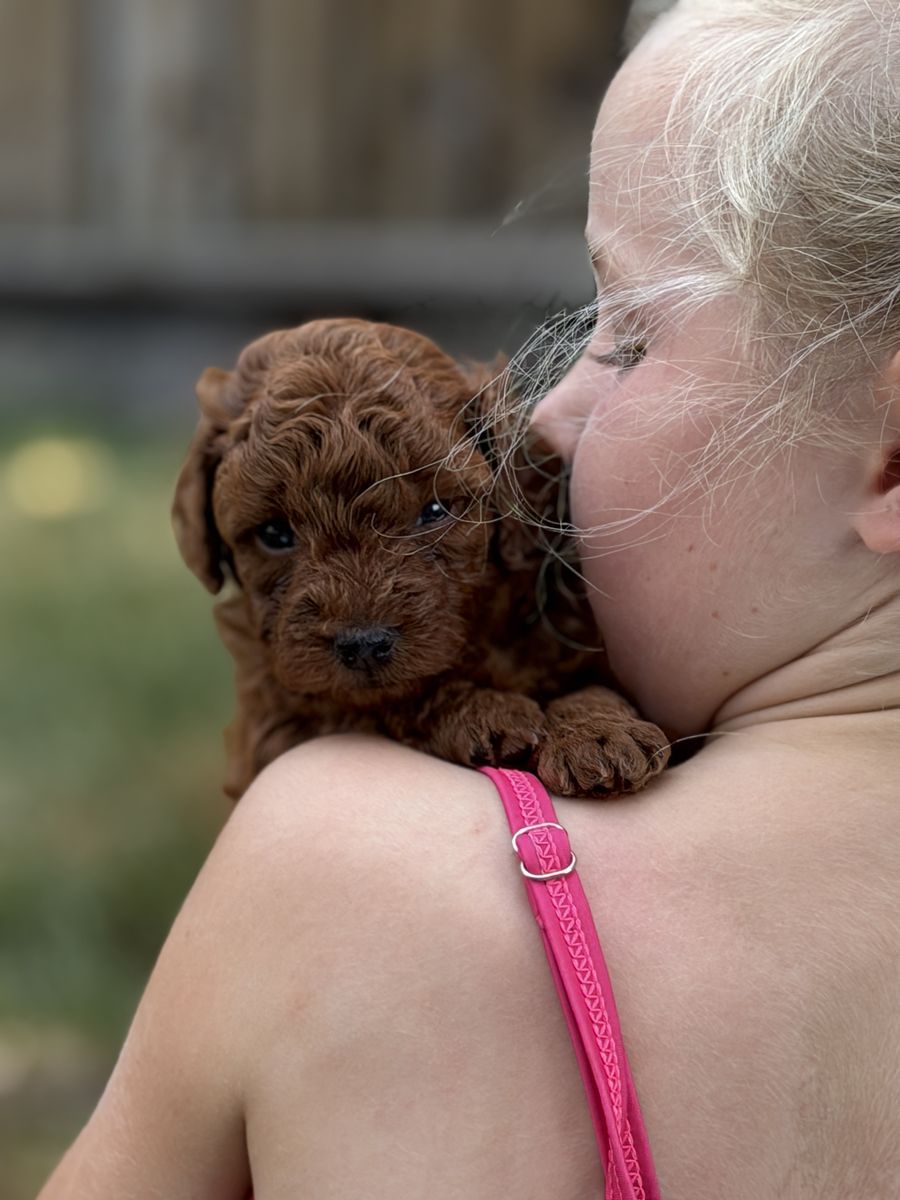 AKC Toy Poodles