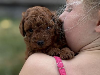 AKC Toy Poodles