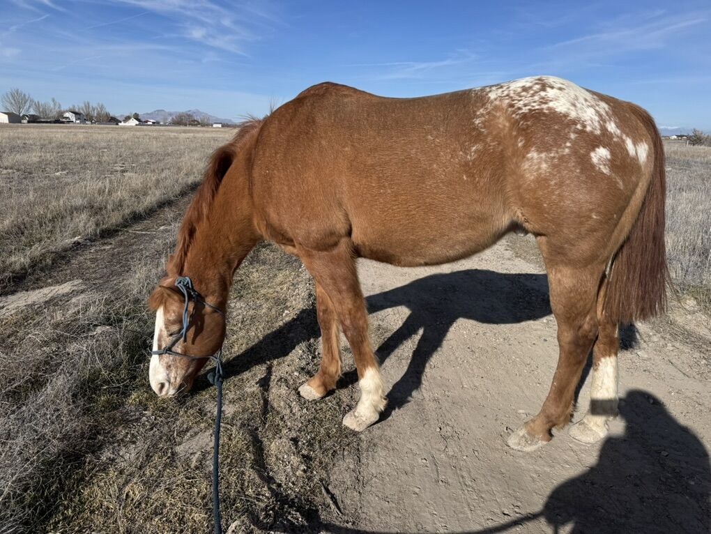 Gorgeous Tall Appaloosa Gelding