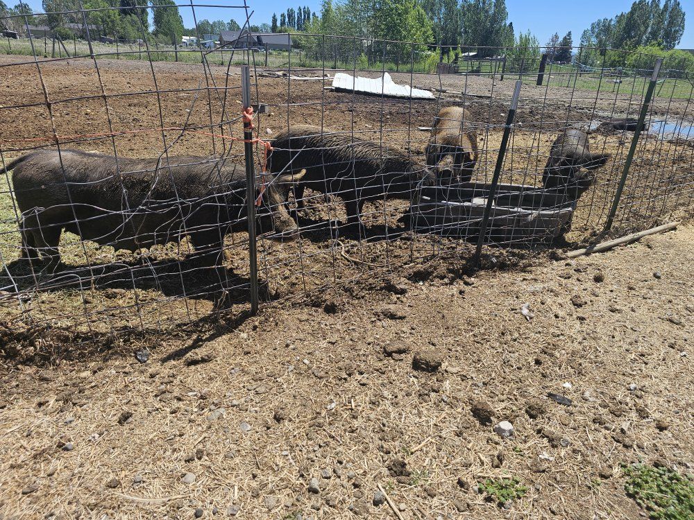 Sausage Sows