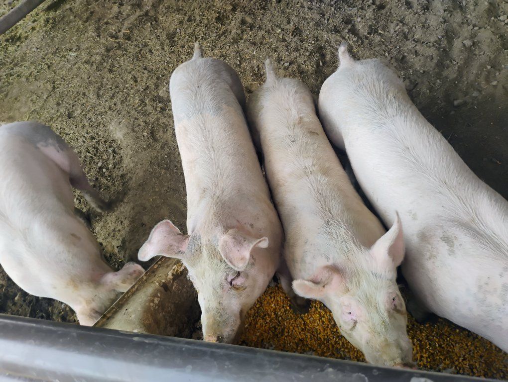 pigs