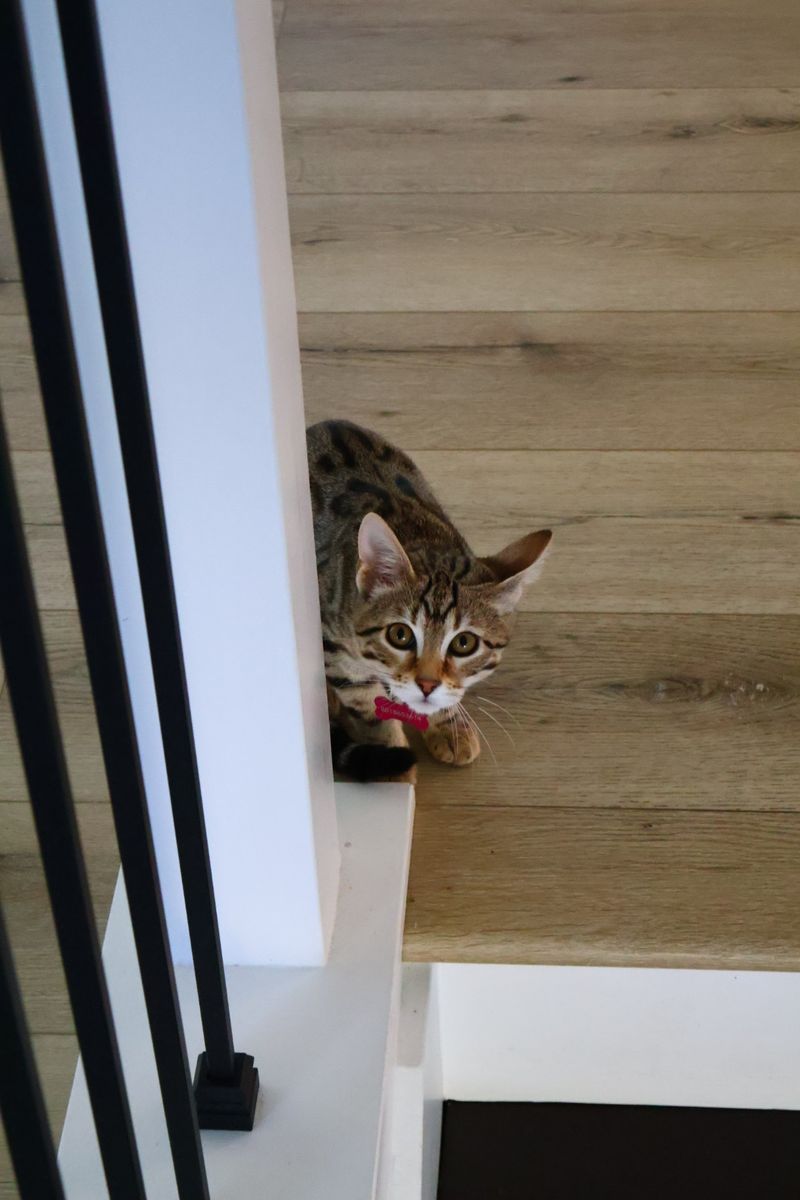 TICA Registered Female Amber Bengal Kitten with Starter Supplies Bundle
