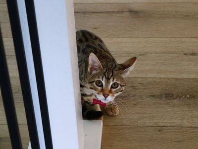 TICA Registered Female Amber Bengal Kitten with Starter Supplies Bundle