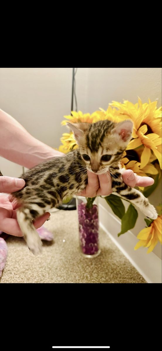 F2 Bengal Kittens