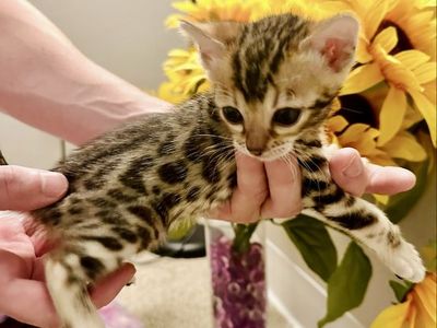 F2 Bengal Kittens