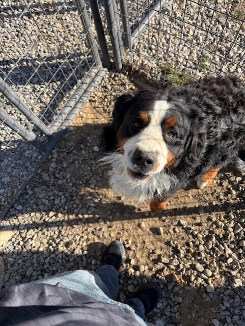 AKC Bernese Mountain Dog Male