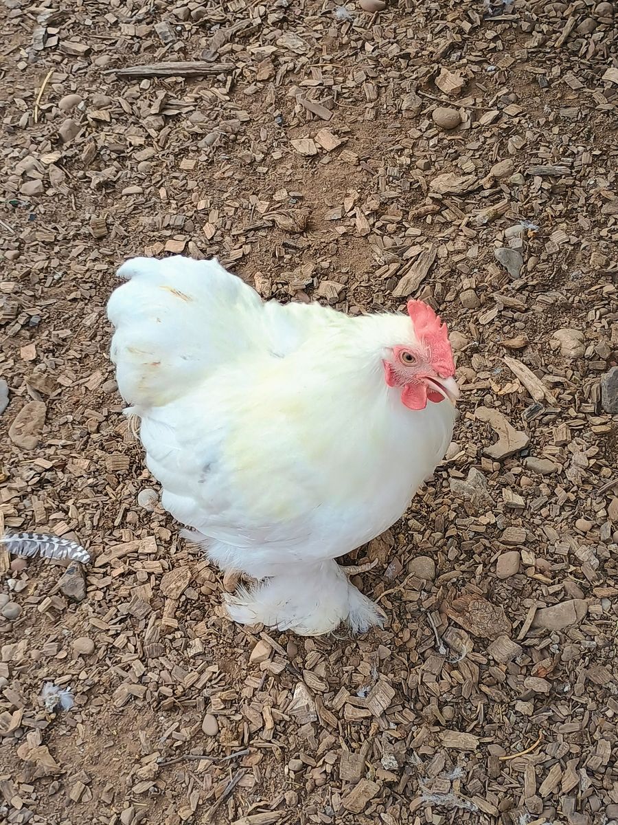 White Bantam Cochin ROOSTER Chicken for Sale