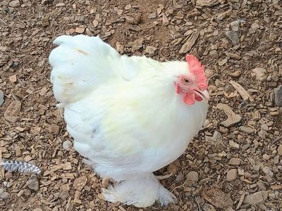White Bantam Cochin ROOSTER Chicken for Sale