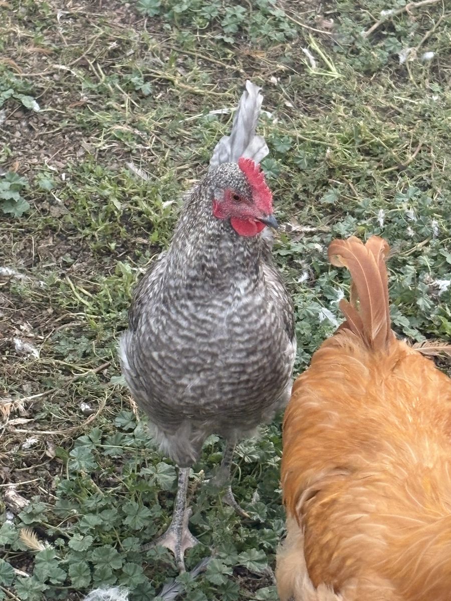 Free young rooster