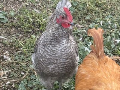 Free young rooster