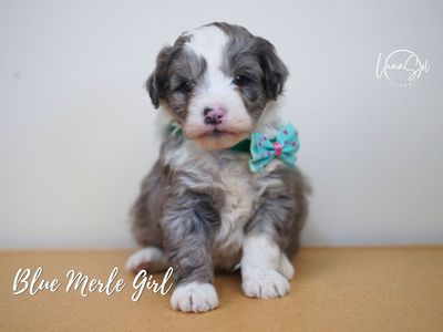 Adorable Mini Aussie Doodles for Sale!