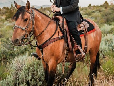 10yr All around Mustang mare.
