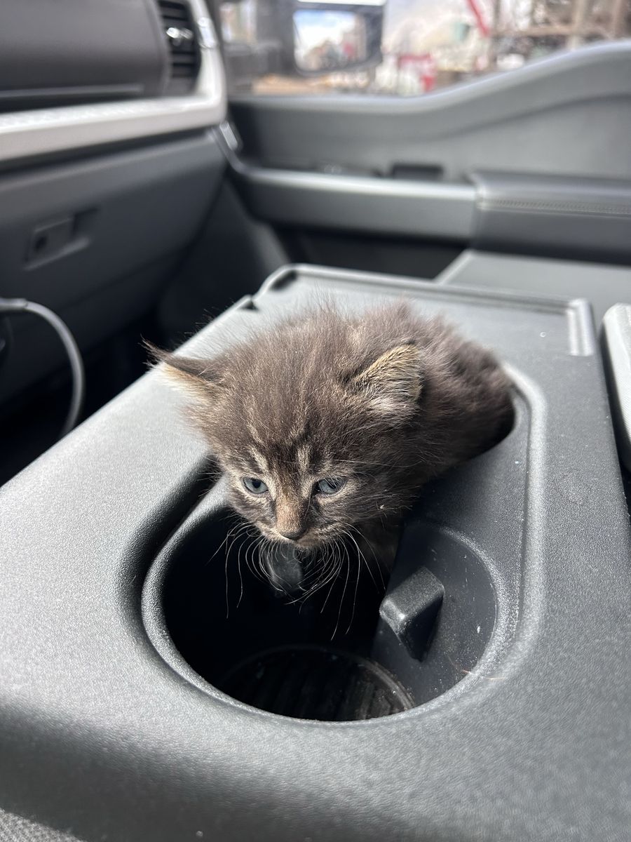 Free Kitten
