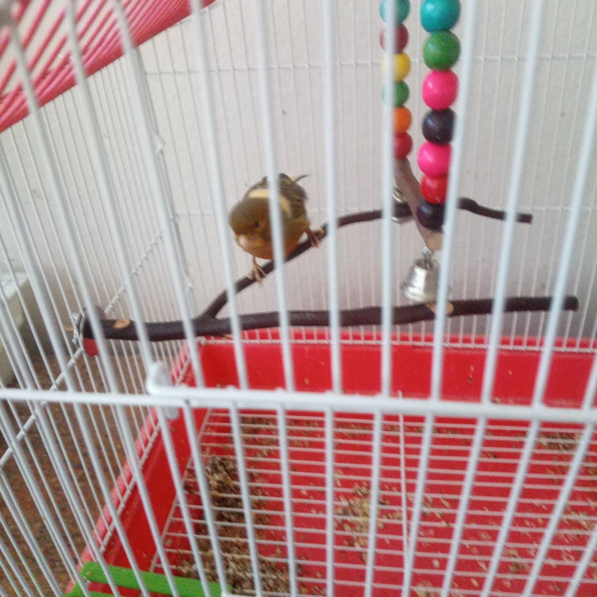 canary