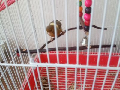 canary