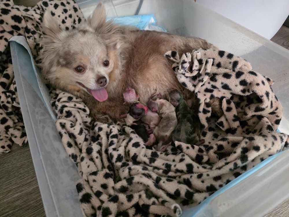 long coat Chihuahua puppies