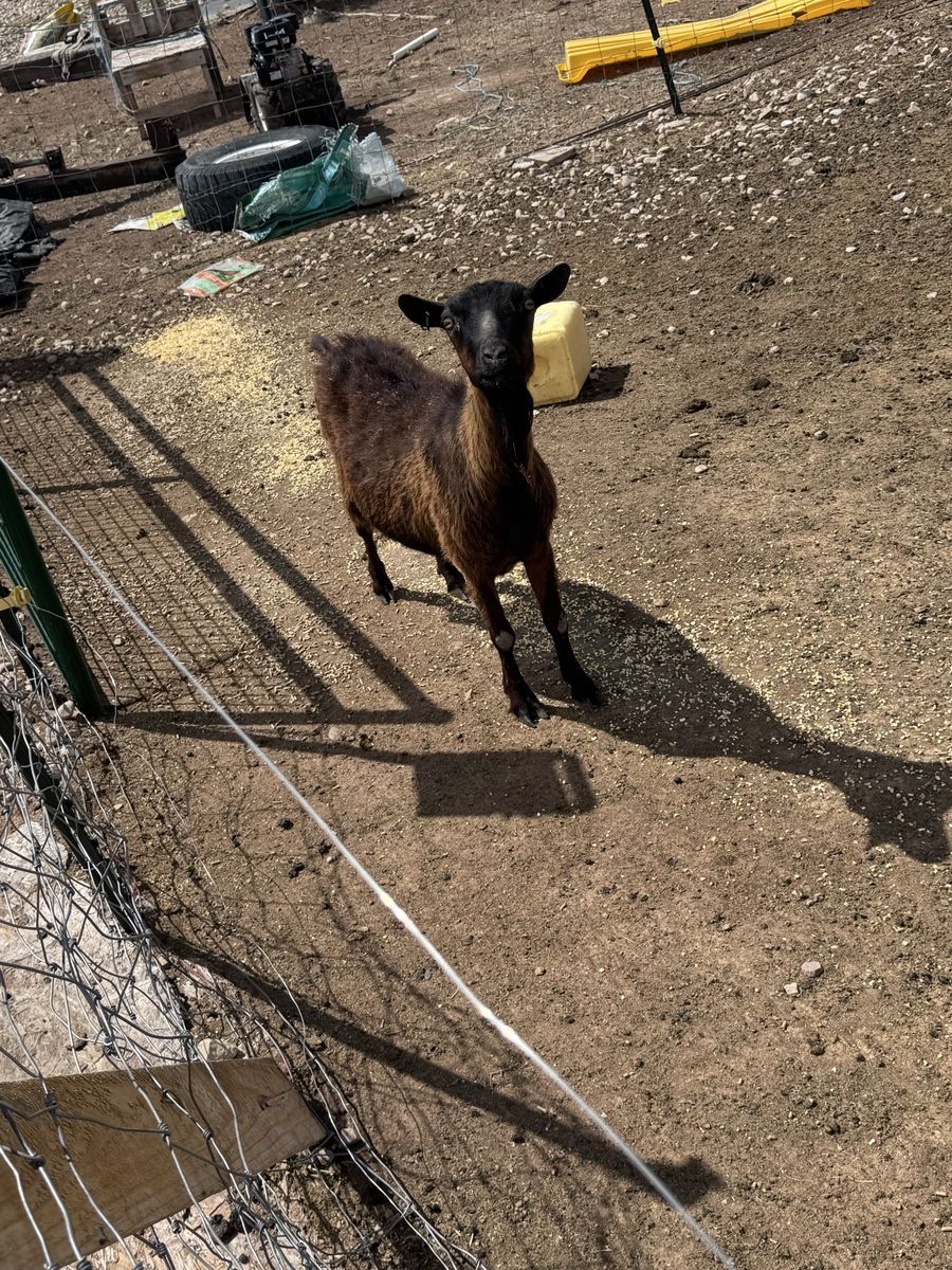 Doe goat