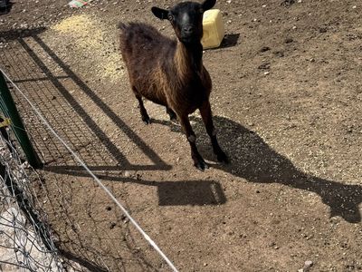 Doe goat