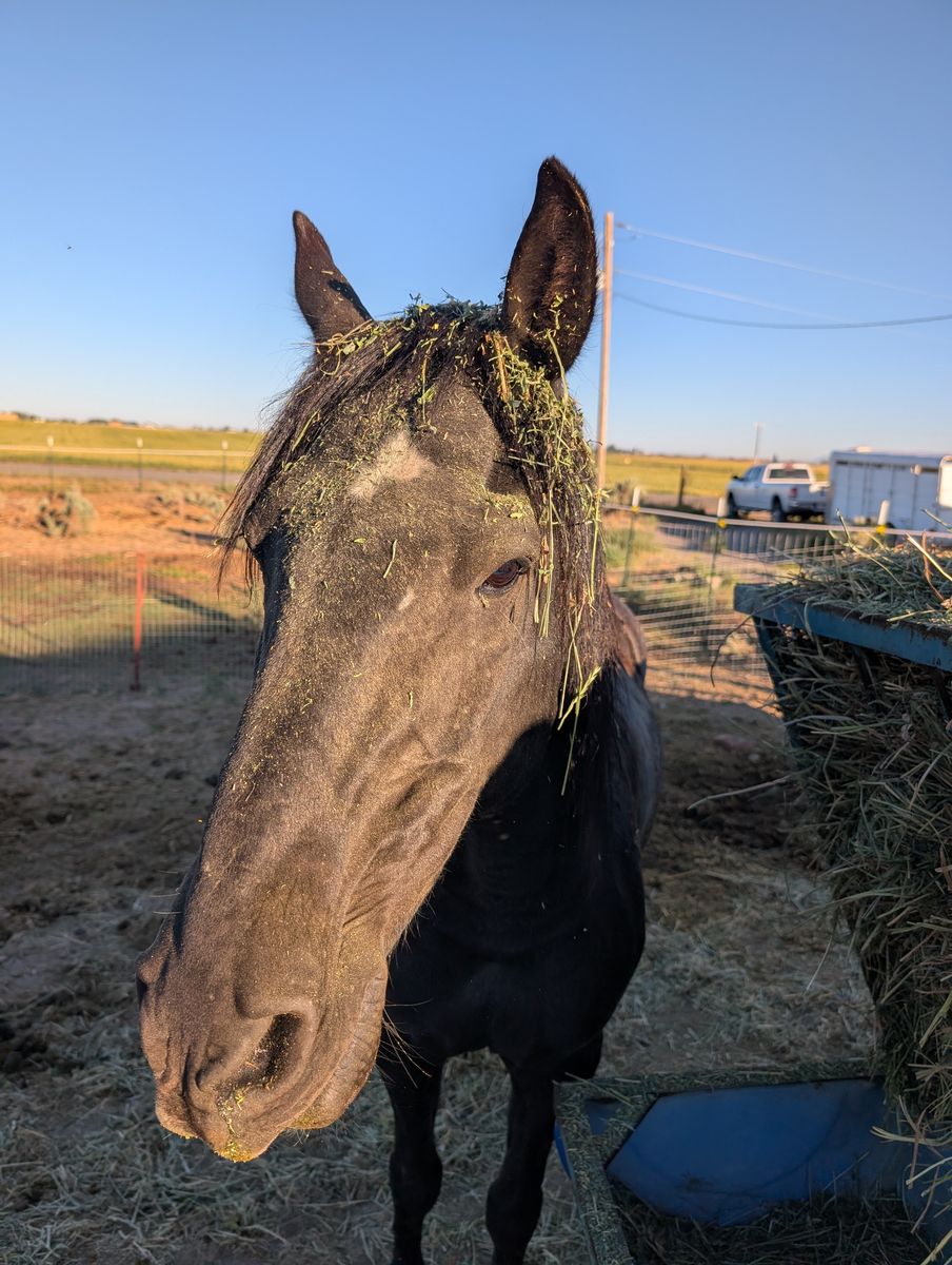 Trail QH Gelding "Stevie Von Bob"