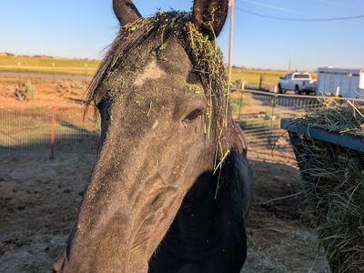 Trail QH Gelding "Stevie Von Bob"