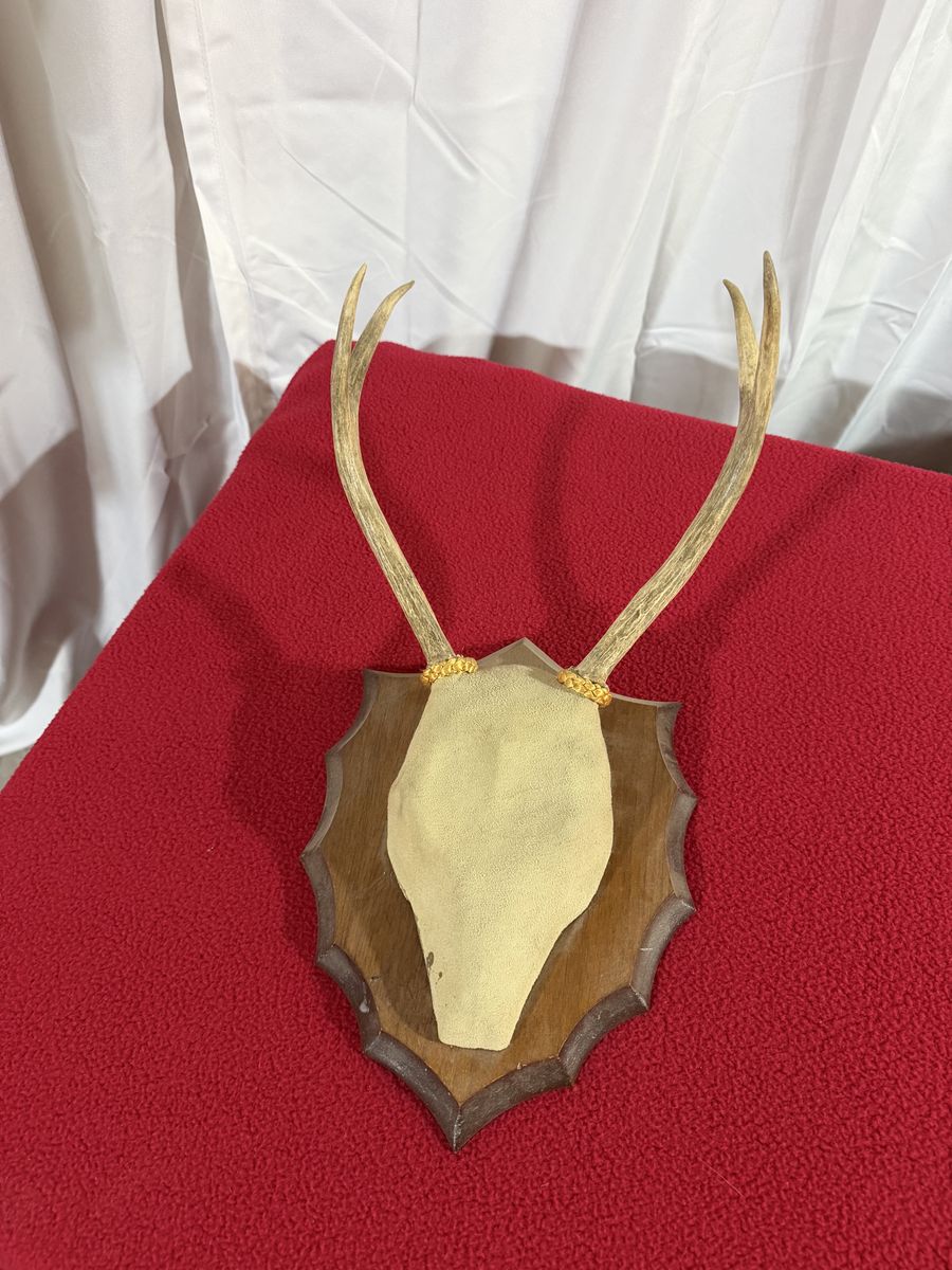 Mounted Deer Antlers on Wooden Shield Plaque
