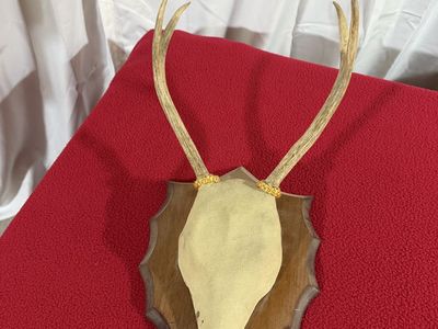 Mounted Deer Antlers on Wooden Shield Plaque