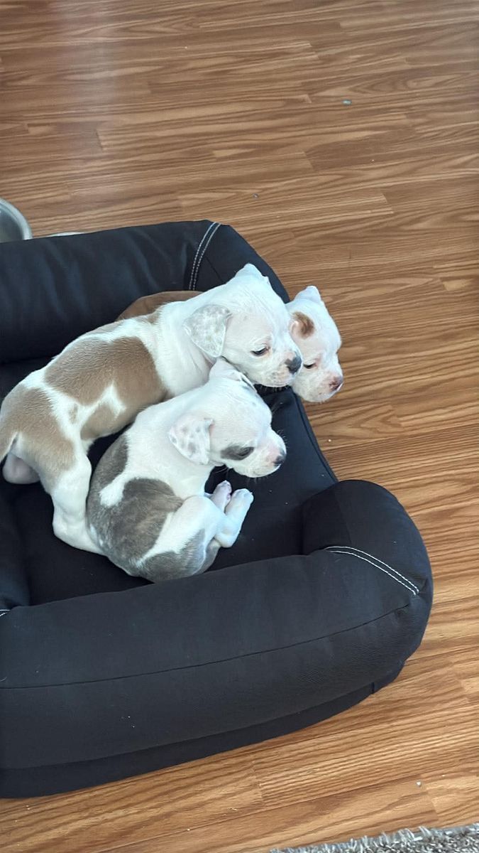 puppies