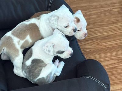 puppies