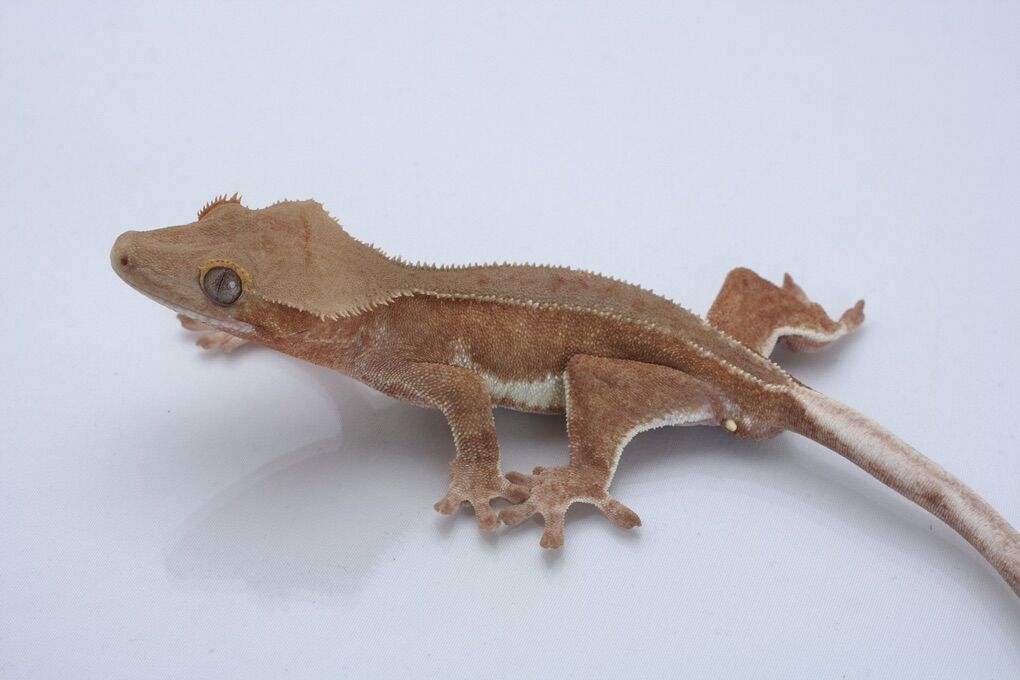 Subadult Lilly Crested Gecko