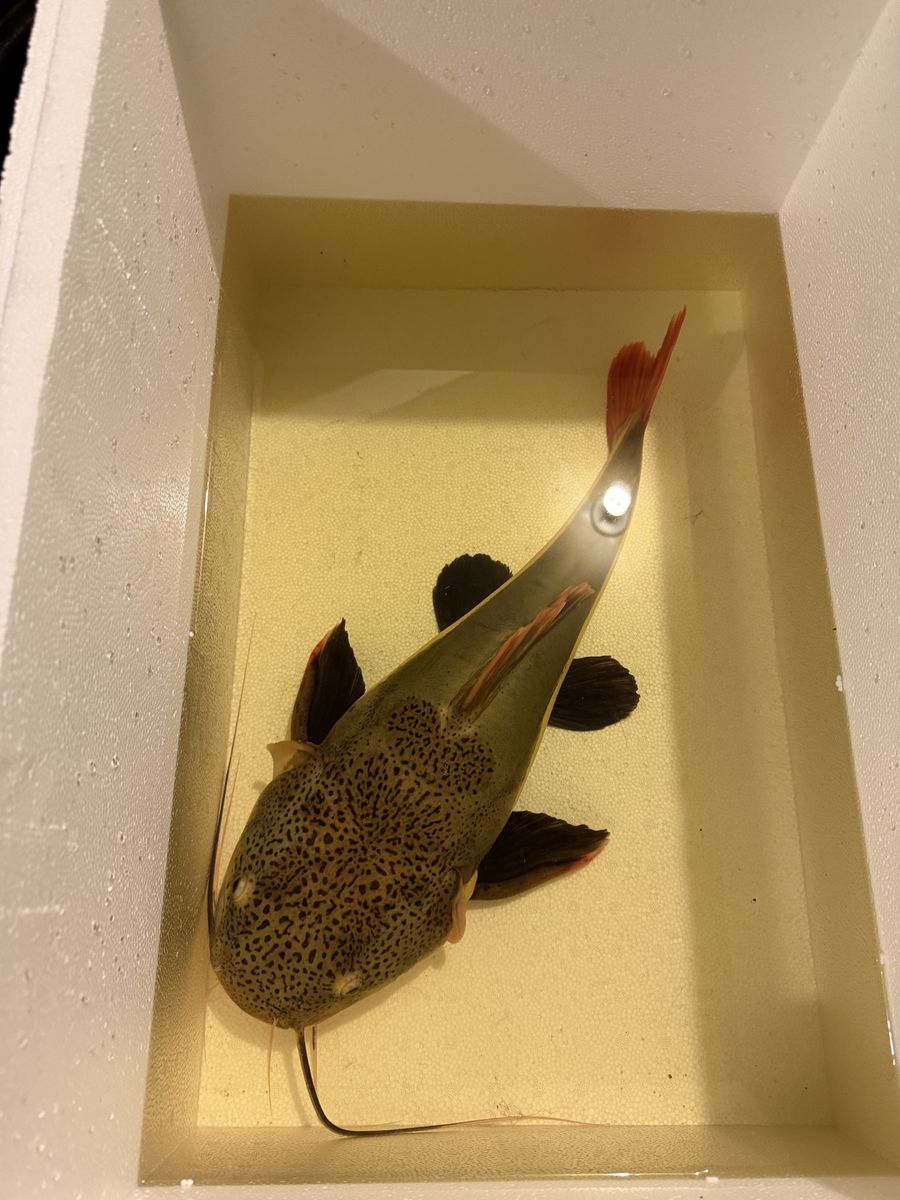 Redtail catfish 18 inch