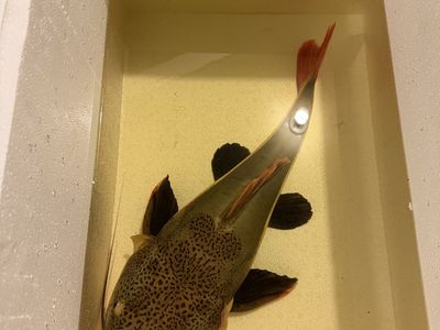 Redtail catfish 18 inch