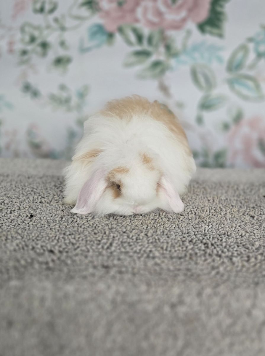 Vm fuzzy holland lop doe