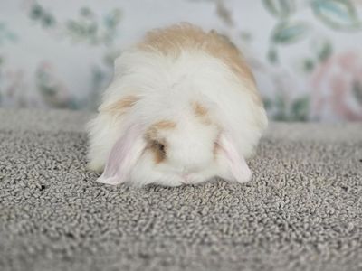Vm fuzzy holland lop doe