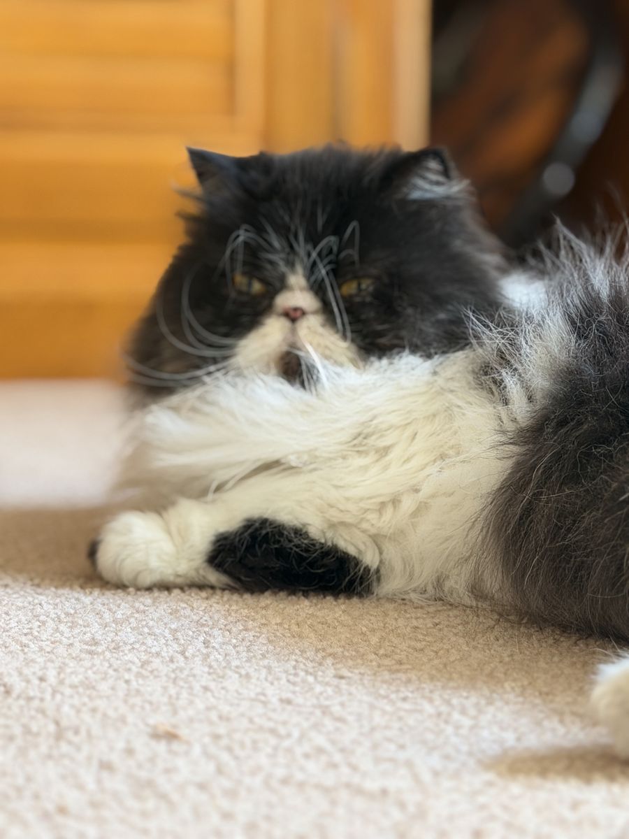 Female Persian