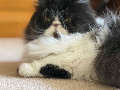 Female Persian