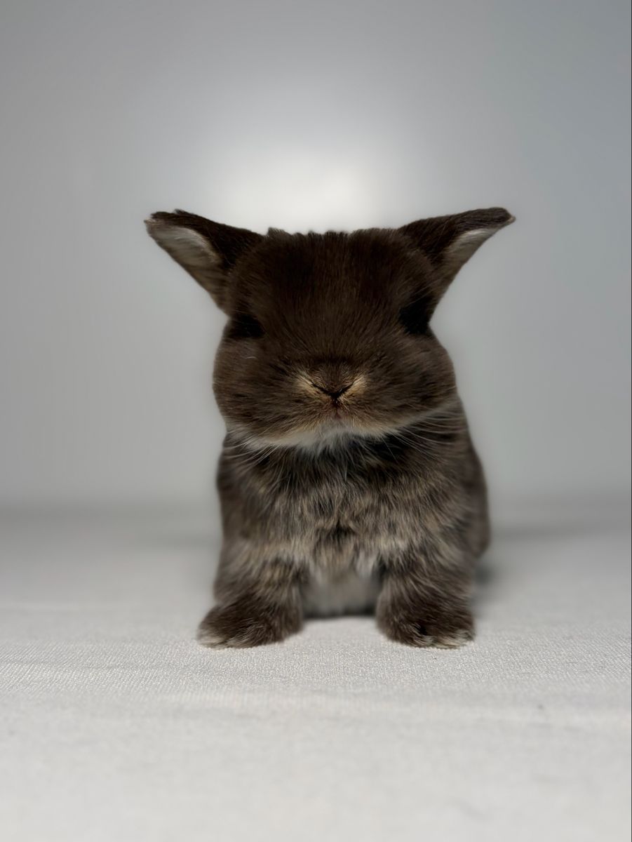 Chocolate Otter Holland Lop Bucks