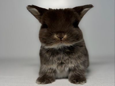 Chocolate Otter Holland Lop Bucks