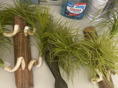 Artificial Faux Plants on Wooden Driftwood Bases with Metal Peacock Figurine