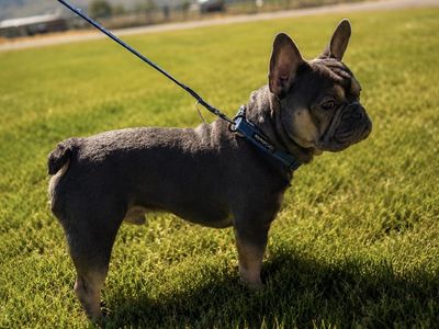 French Bulldog *Stud Only*