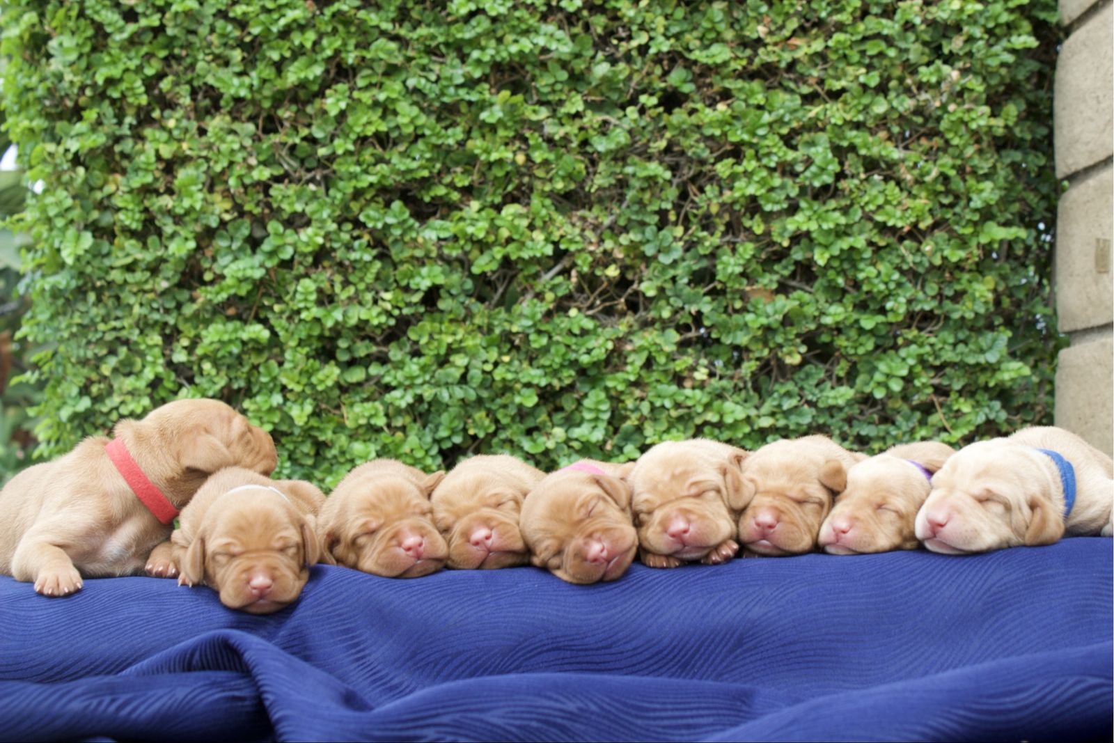 AKC Hungarian Vizslas Puppies