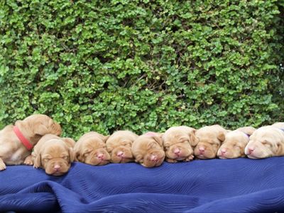 AKC Hungarian Vizslas Puppies