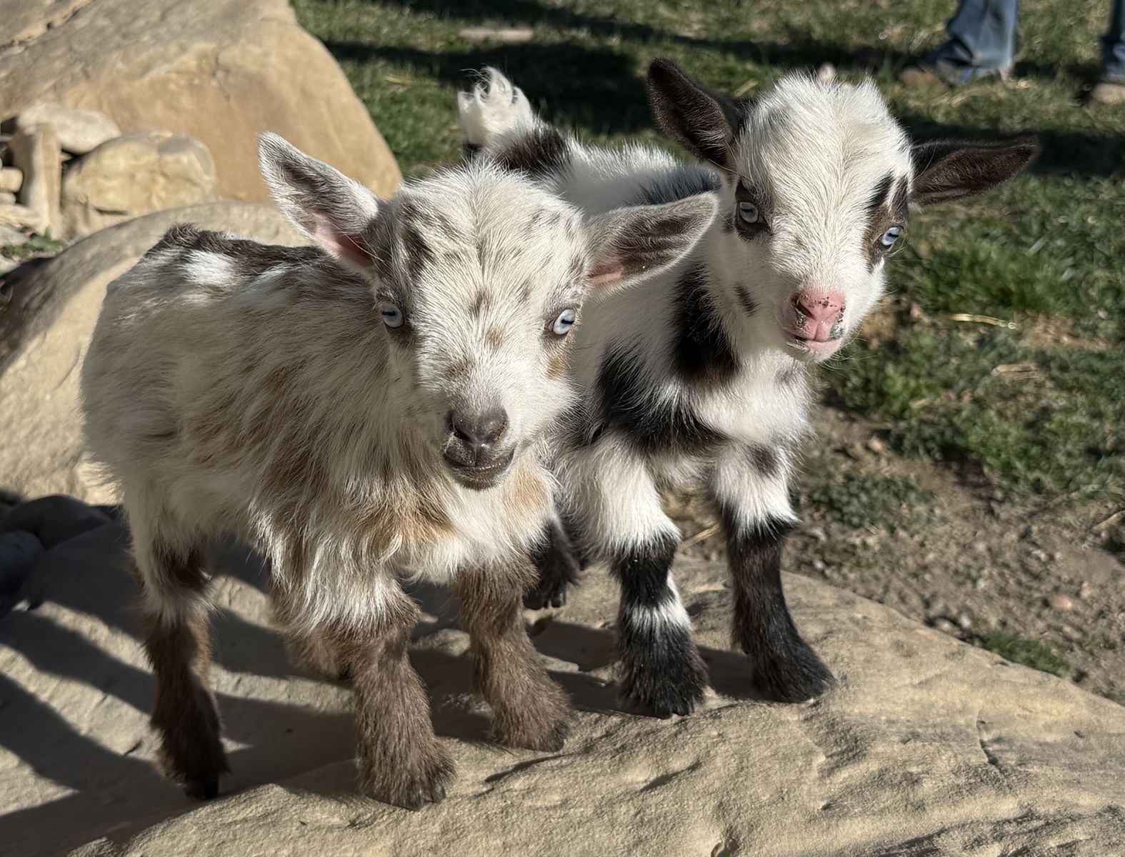 Dwarf Goats