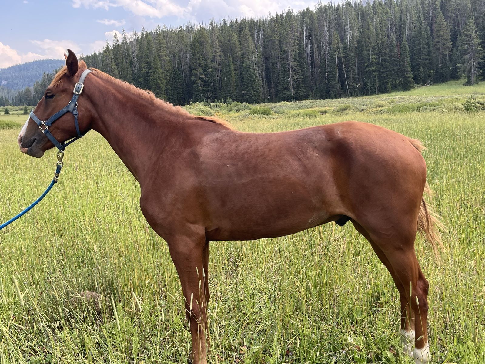 2 year olds broke gelding