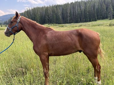2 year olds broke gelding