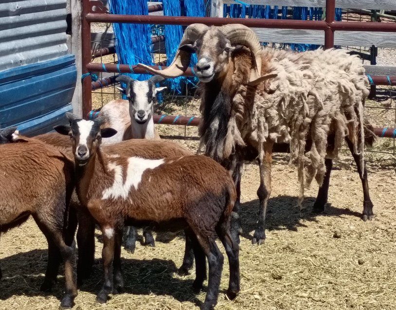 Barbado Rams