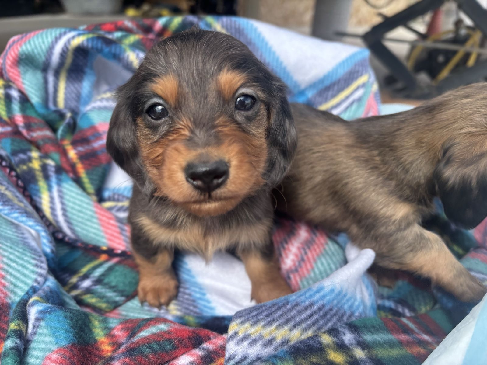 Miniature LongHaired Dachshunds