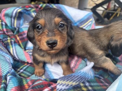 Miniature LongHaired Dachshunds