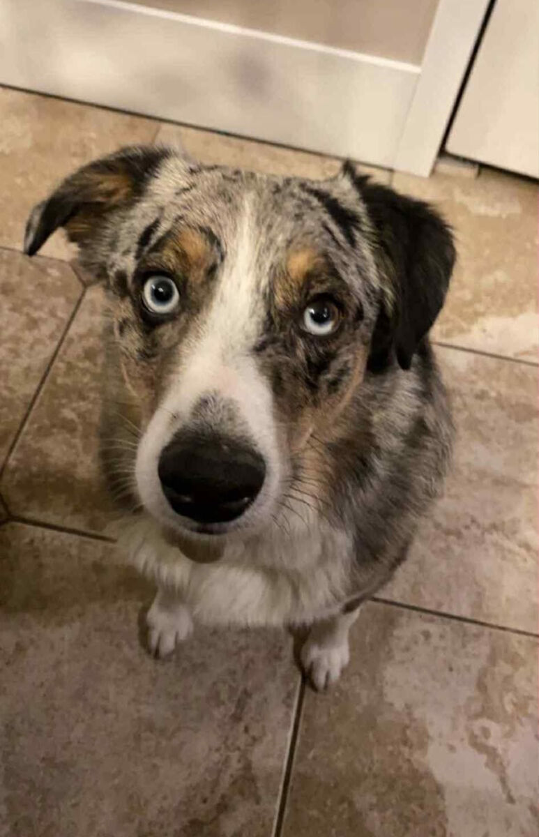 Adult Male Mini Aussie